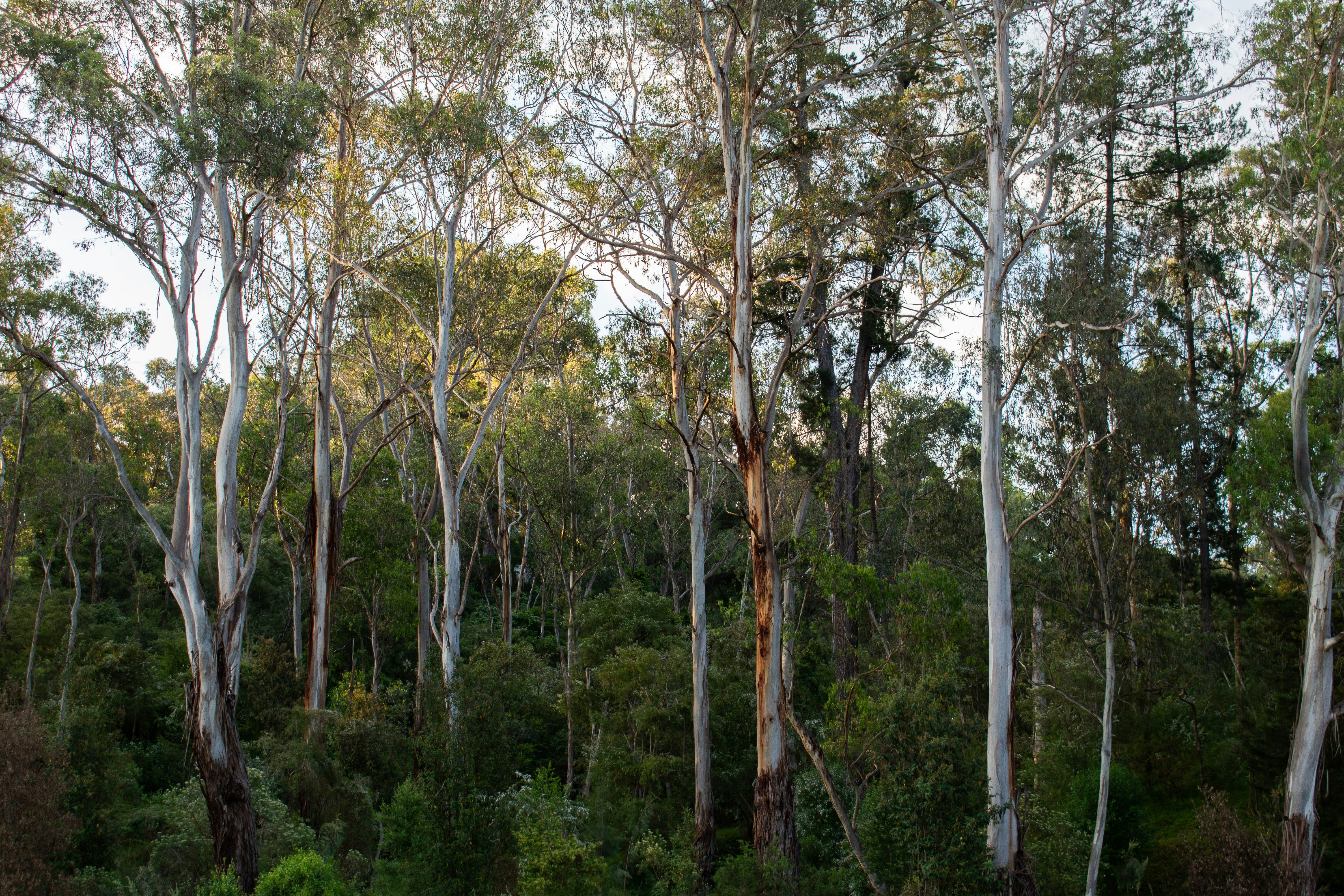 Eucalypt bushland: tall pale trunks over a dense green understorey.